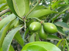 Artabotrys hexapetalus