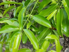 Artabotrys hexapetalus