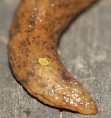 Chlamydephorus gibbonsi