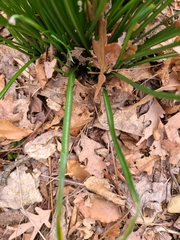 Allium