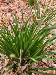 Allium