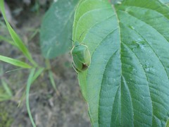 Chlorochroa persimilis