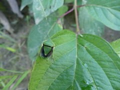 Chlorochroa persimilis