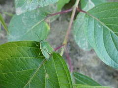 Chlorochroa persimilis