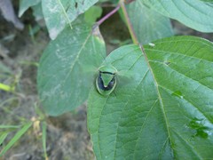 Chlorochroa persimilis