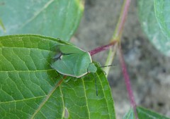 Chlorochroa persimilis