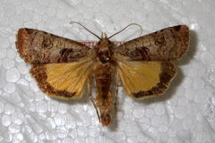 Epilecta linogrisea