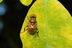 Eristalinus quinquelineatus