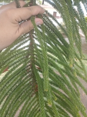 Araucaria