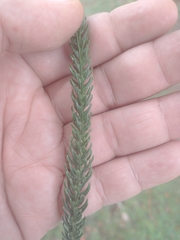 Araucaria