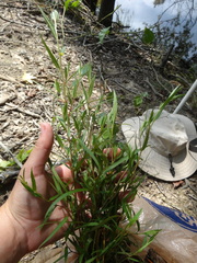 Ludwigia sphaerocarpa