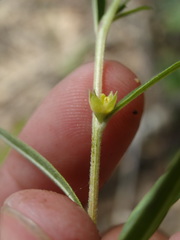 Ludwigia sphaerocarpa