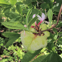 Exobasidium rhododendri