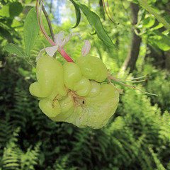 Exobasidium rhododendri