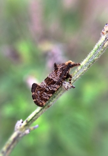 Eriocottidae