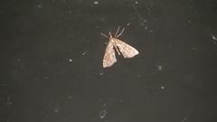 Panotima angularis