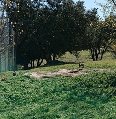 Oryctolagus cuniculus