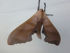 Marumba nympha