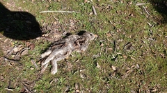 Oryctolagus cuniculus