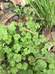 Ranunculus platensis