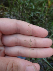 Dichanthelium longiligulatum