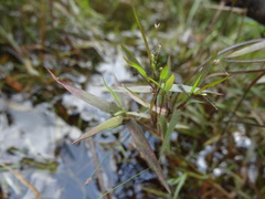 Dichanthelium longiligulatum