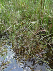 Dichanthelium longiligulatum