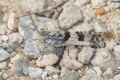 Trimerotropis saxatilis