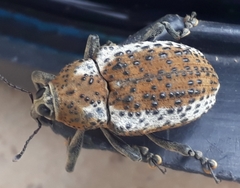 Curculionidae