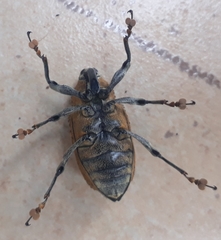 Curculionidae