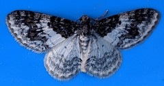 Hydrelia condensata