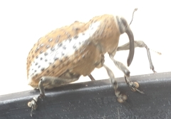 Curculionidae