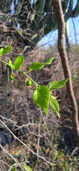 Celtis caudata