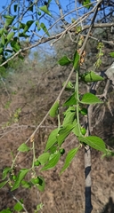 Celtis caudata