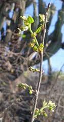 Celtis caudata