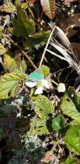 Callophrys viridis