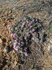 Phlox hirsuta