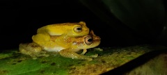 Dendropsophus tapacurensis