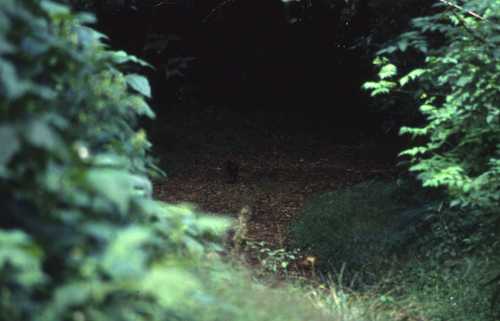 Philantomba monticola