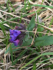 Pulmonaria australis