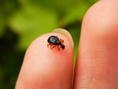 Compsapoderus erythrogaster
