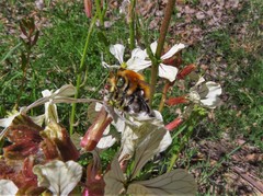 Anthophora