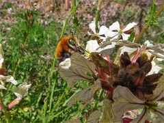 Anthophora