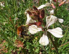 Anthophora