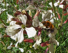 Anthophora