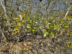 Populus alba