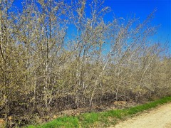 Populus alba