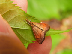 Clupeosoma pryeri