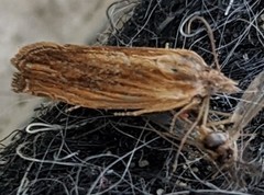 Eucosma radiatana