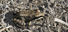 Leptodactylus mystacinus